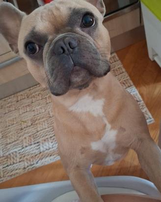 Bulldog francese per monta