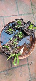 piante carnivore. dionaea, nepenthes, pinguicula