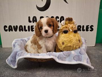Cavalier king con Pedigree Enci e certificazioni 