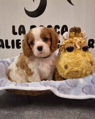 Cavalier king con Pedigree Enci e certificazioni 