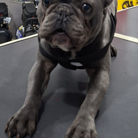 Bulldog francese