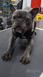 Bulldog francese
