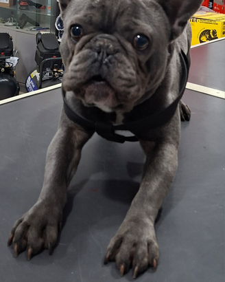 Bulldog francese