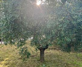 Uliveto e terreno agricolo con bosco