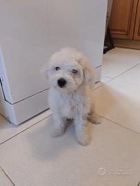 Cuccioli di maltese