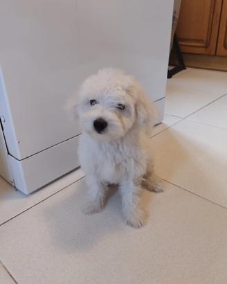 Cuccioli di maltese