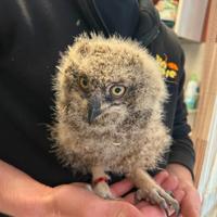 GUFO AFRICANO Baby - Bubo Africanus