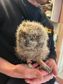 GUFO AFRICANO Baby - Bubo Africanus