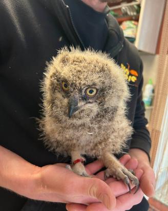 GUFO AFRICANO Baby - Bubo Africanus