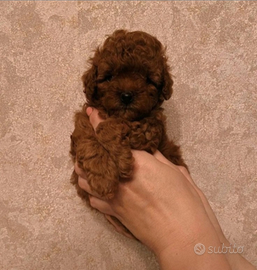 Barboncini pagamento semplificato