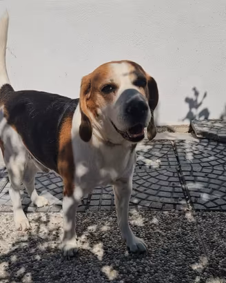 Borgo: nonnino Beagle dolce e socievole