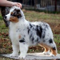 Cuccioli Australian Shepherd