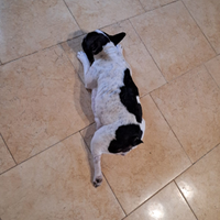 Bulldog