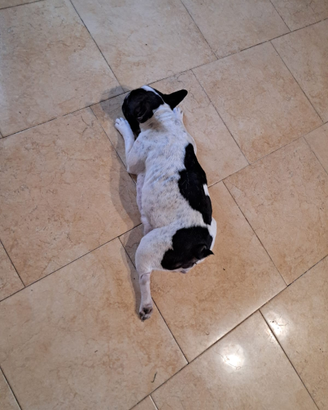 Bulldog