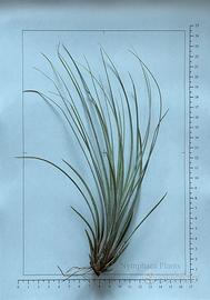 Tillandsia juncea ~20 cm
