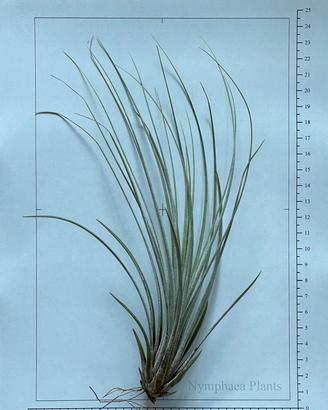 Tillandsia juncea ~20 cm