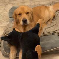 Golden retriver monta