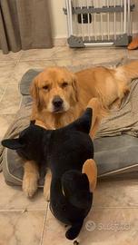 Golden retriver monta