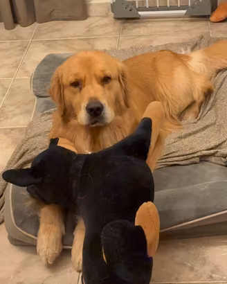 Golden retriver monta