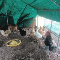 Galline, galli, quaglie