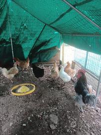 Galline, galli, quaglie