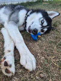 Husky femmina per mio maschio