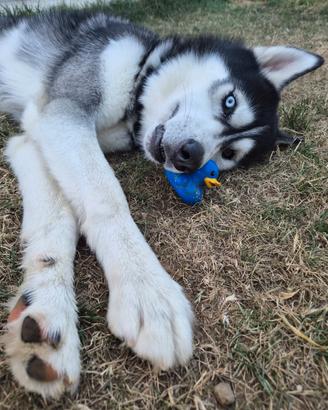 Husky femmina per mio maschio