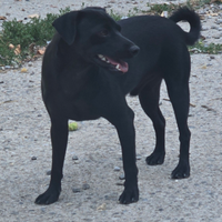 Xoloitzcuintle cane nudo messicano con pelo