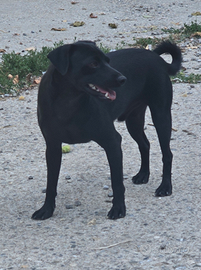 Xoloitzcuintle cane nudo messicano con pelo