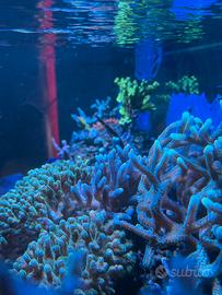 Talee acquario marino