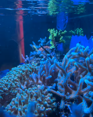 Talee acquario marino