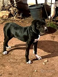 Cuccioli di Bandog