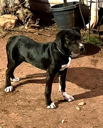 Cuccioli di Bandog