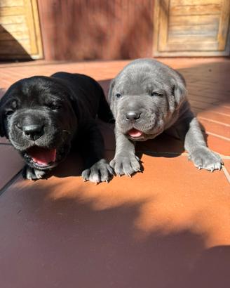 Cuccioli cane corso