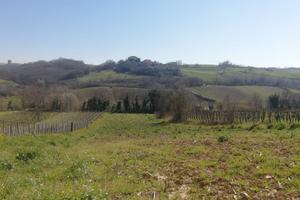 Terreno Agricolo a Torrecuso (BN)