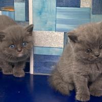 Gatti british disponibili