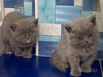 Gatti british disponibili