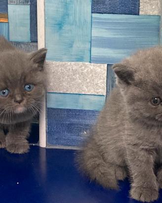 Gatti british disponibili