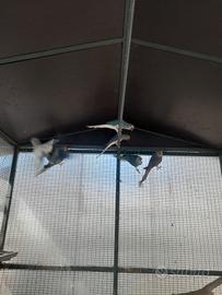 Parrocchetti dal collare