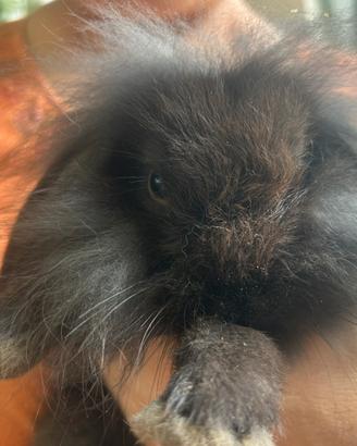 Cucciolo coniglio ariete nano