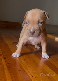 Cucciolo di pitbull