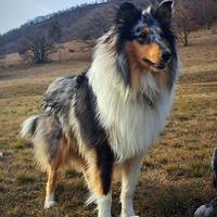 Collie per monta