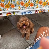 Barboncina femmina per accoppiare