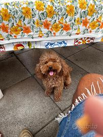 Barboncina femmina per accoppiare