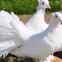 Colombe viaggiatrici perlate bianche