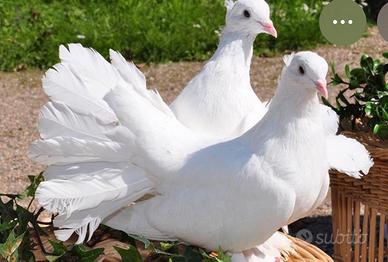 Colombe viaggiatrici perlate bianche