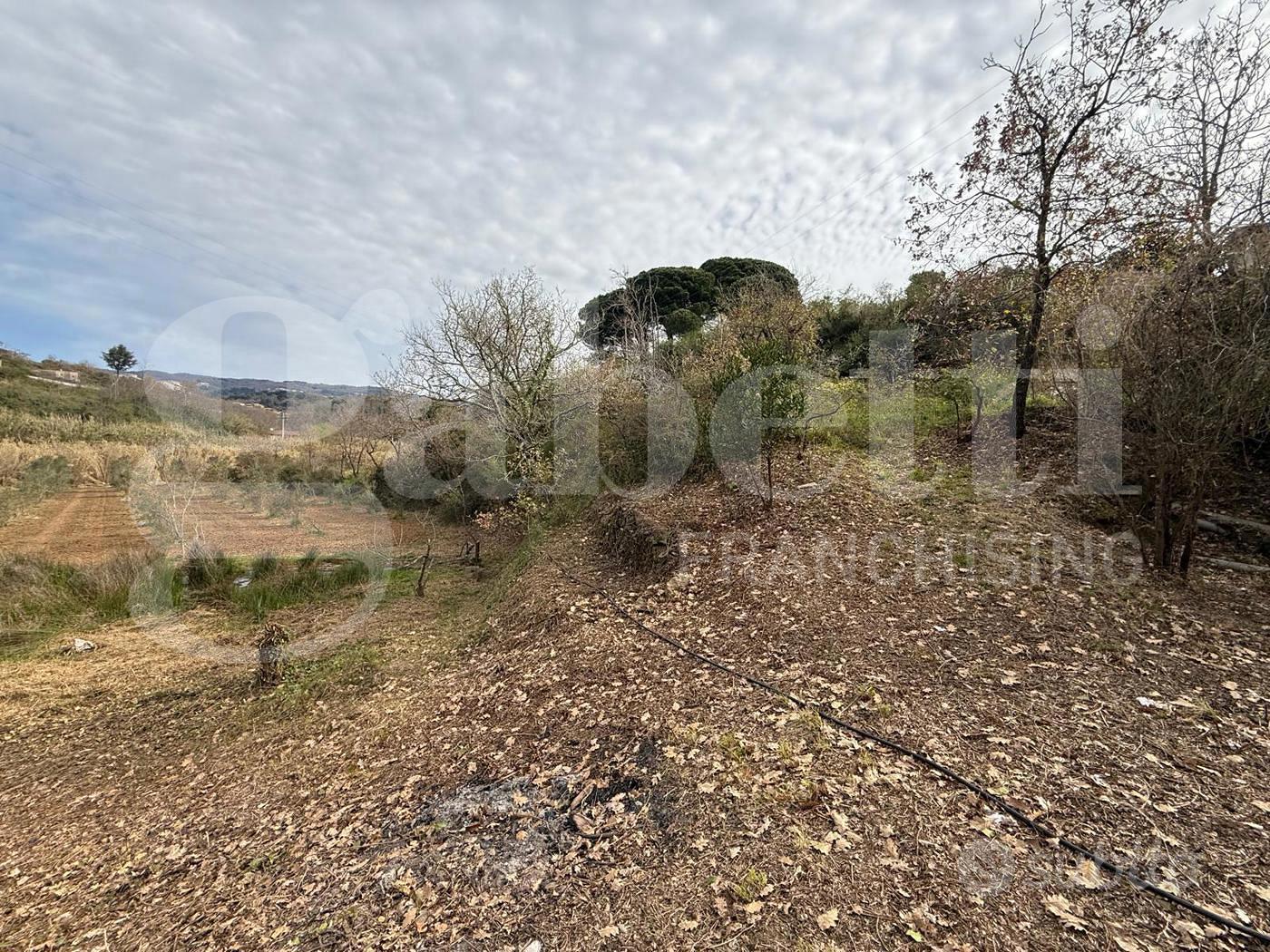 Terreno Agricolo Pianopoli [Cod. rif 3225001VCG] - Altro