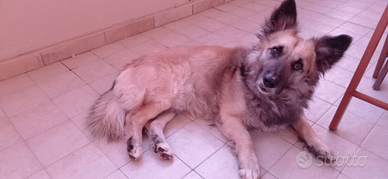 Cane maschio adulto meticcio