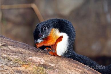 Scoiattolo tricolore