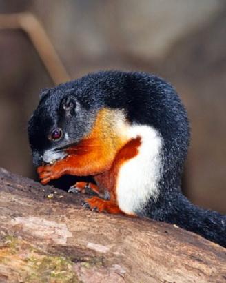 Scoiattolo tricolore